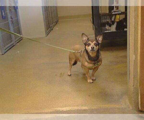 Medium Photo #1 Chihuahua Puppy For Sale in Sacramento, CA, USA