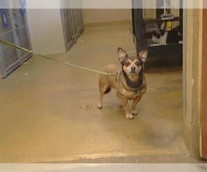 Chihuahua Dogs for adoption in Sacramento, CA, USA