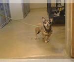 *KIM - Female Chihuahua Dog for Adoption - Small photo
