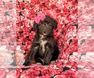 Sheltidoodle Puppy for sale in ELKTON, MD, USA