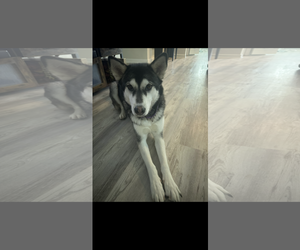 COURTESY POST: Star - Female Siberian Husky Dog for Adoption - Photo #3