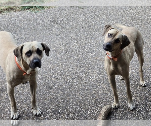Medium Photo #6 Black Mouth Cur Puppy For Sale in ROYSE CITY, TX, USA