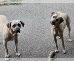 Small #5 Black Mouth Cur