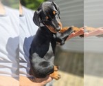 Puppy Brown collar Doberman Pinscher