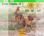 Small Photo #3 Australian Shepherd-Beagle Mix Puppy For Sale in Pensacola, FL, USA