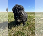 Small Photo #9 Bernedoodle Puppy For Sale in SEYMOUR, IN, USA
