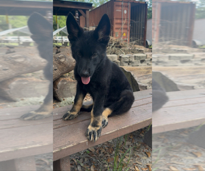 German Shepherd Dog Puppy for Sale in JACKSONVILLE, Florida USA