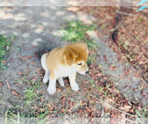 Medium Photo #8 Shiba Inu Puppy For Sale in FREMONT, CA, USA