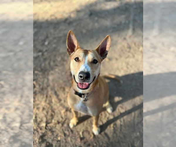Medium Photo #1 Mutt Puppy For Sale in San Diego, CA, USA