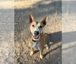 Small Mutt