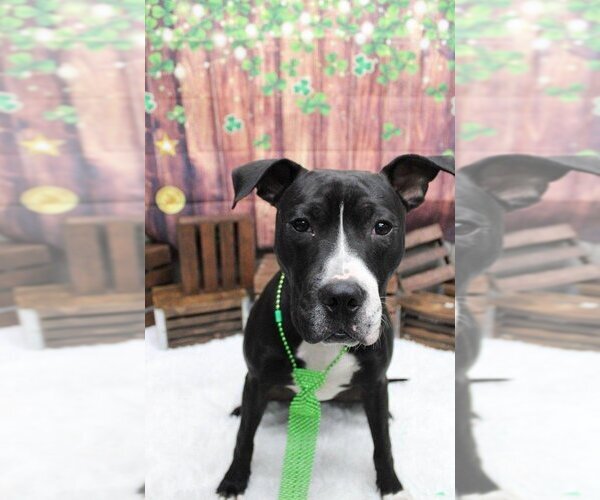 Medium Photo #2 American Pit Bull Terrier-Great Dane Mix Puppy For Sale in Raleigh, NC, USA