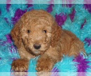Labradoodle Puppy for sale in LA HABRA, CA, USA
