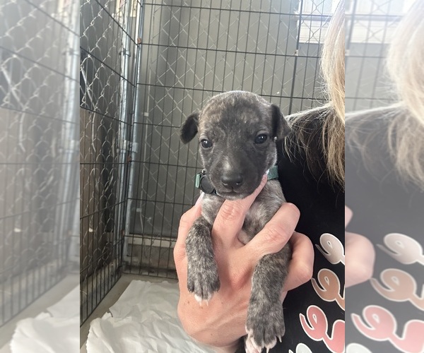 Medium Photo #8 Whippet Puppy For Sale in CORRY, PA, USA