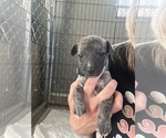 Small #7 Whippet