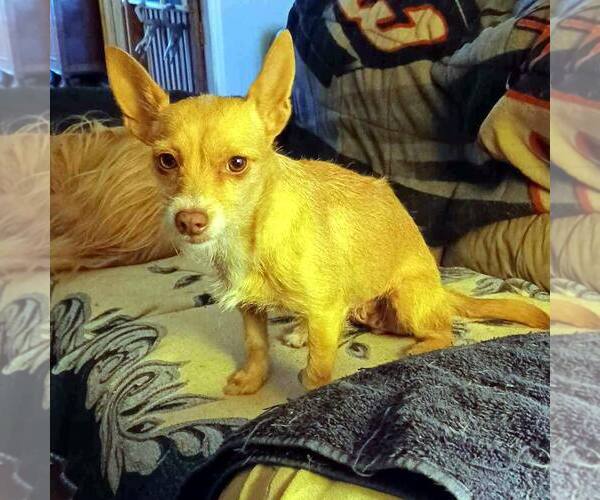 Medium Photo #4 Mutt Puppy For Sale in La Verne, CA, USA