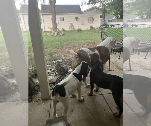 Medium Photo #3 Bulldog-Cocker Spaniel Mix Puppy For Sale in Cuyahoga Falls , OH, USA