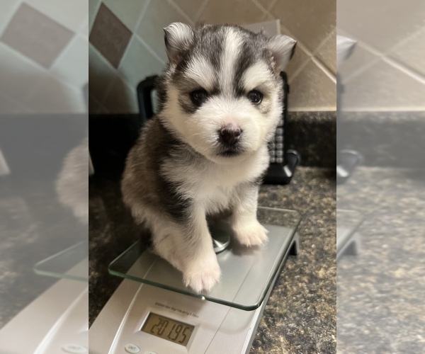 Medium Photo #7 Pomsky Puppy For Sale in BAXTER, TN, USA