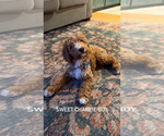 Small #1 Goldendoodle (Miniature)