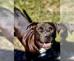 Small Labrador Retriever Mix