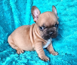French Bulldog Puppy for sale in LAS VEGAS, NV, USA
