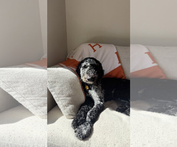 Medium Photo #2 Mutt Puppy For Sale in St. Louis Park, MN, USA