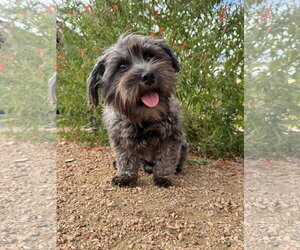 Mutt Dogs for adoption in PIPE CREEK, TX, USA