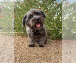Luna - Female Mutt Dog for Adoption - Small photo