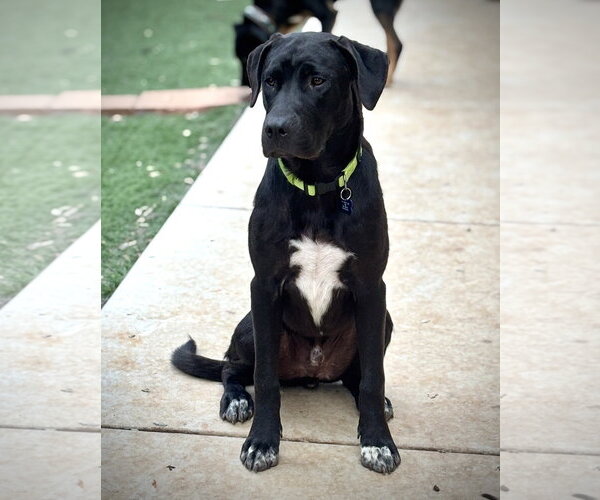Medium Photo #3 Labrenees Puppy For Sale in Milpitas, CA, USA