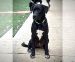 Small Photo #3 Labrenees Puppy For Sale in Milpitas, CA, USA