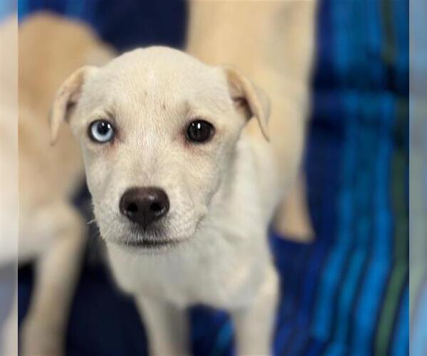 Medium Photo #1 Labrador Retriever-Unknown Mix Puppy For Sale in Conroe, TX, USA