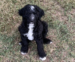 Double Doodle Puppy for sale in CANYON LAKE, TX, USA
