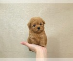 Small Photo #3 Poodle (Toy) Puppy For Sale in LOS ANGELES, CA, USA