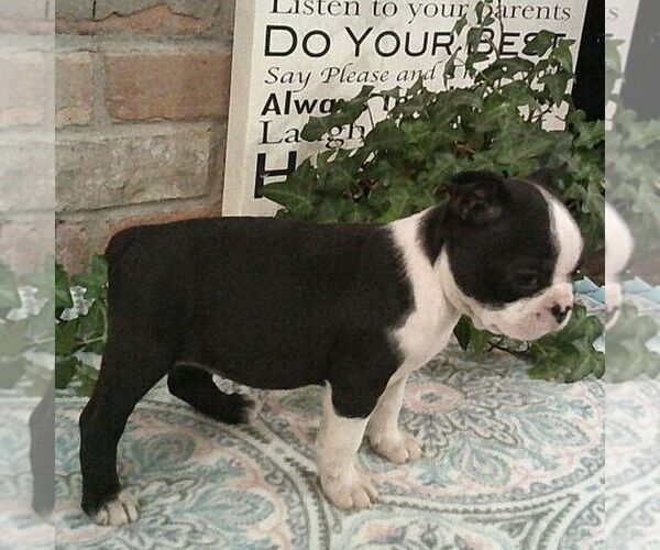 Medium Photo #4 Boston Terrier Puppy For Sale in HOT SPRINGS, SD, USA