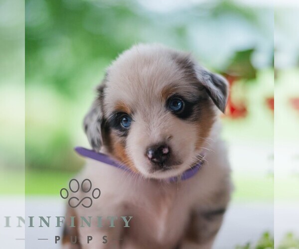 Medium Photo #4 Miniature Australian Shepherd Puppy For Sale in REBERSBURG, PA, USA