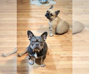 Mother of the French Bulldog puppies born on 01/12/2023