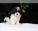 Small #1 Goldendoodle (Miniature)