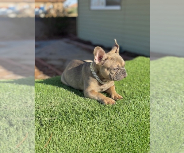 Medium Photo #9 French Bulldog Puppy For Sale in BURBANK, CA, USA