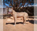 Small Photo #8 American Staffordshire Terrier Puppy For Sale in Albuquerque, NM, USA