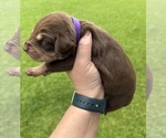 Puppy Purple Catahoula Leopard Dog