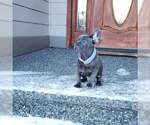 Small Photo #7 French Bulldog Puppy For Sale in MARYSVILLE, WA, USA