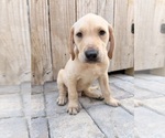 Small #2 Labrador Retriever