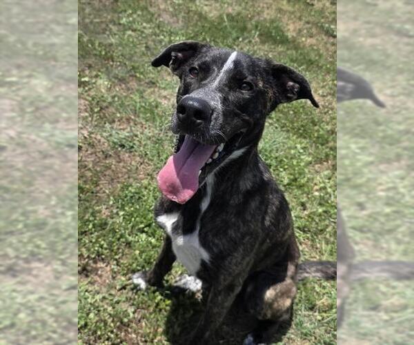 Medium Photo #3 Plott Hound-Unknown Mix Puppy For Sale in Corpus Christi, TX, USA