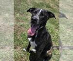 Small #2 Plott Hound Mix