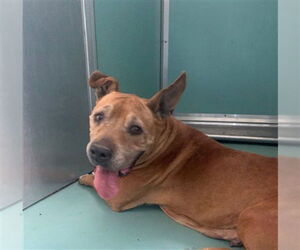 Medium American Pit Bull Terrier Mix