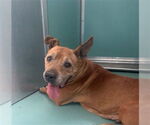 Small American Pit Bull Terrier Mix