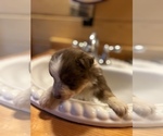 Small Photo #14 Australian Shepherd Puppy For Sale in MILLBORO, VA, USA
