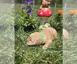Image preview for Ad Listing. Nickname: Expecting AKC