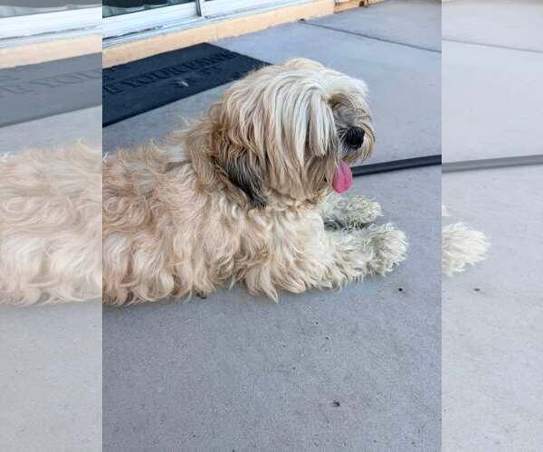 Medium Photo #4 Lhasa Apso Puppy For Sale in Las Vegas, NV, USA