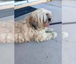 Small #3 Lhasa Apso