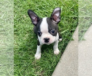 Boston Terrier Puppy for sale in WASHBURN, MO, USA